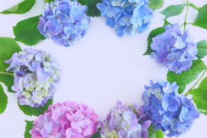 梅雨の季節の結婚式のウエディングブーケや会場コーディネートには 紫陽花 アジサイ がぴったり 大阪の結婚式情報